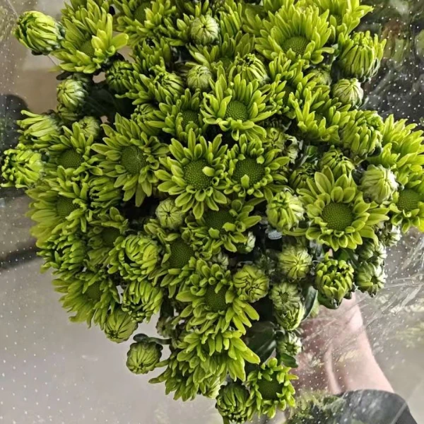（绿扣）雏菊东北发货基地顺丰包邮水生鲜切花养护新鲜多种