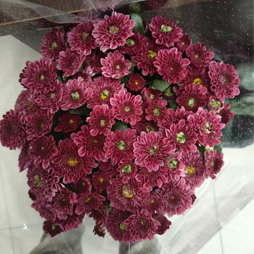 （紫颜）水生产品东北发货产品雏菊彩色顺丰包邮产地直发漂亮新鲜