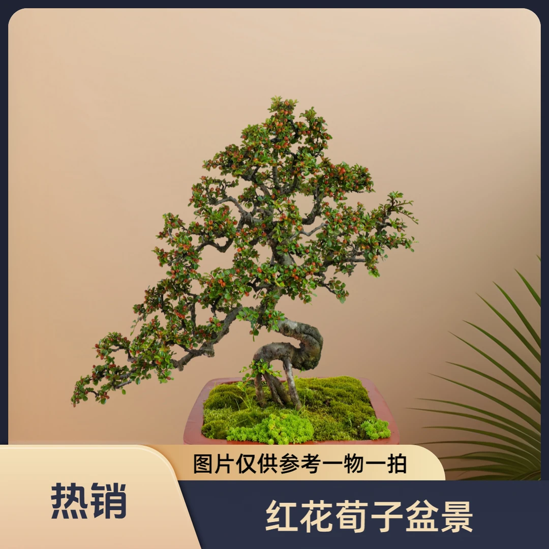 白花和红花荀子下单专用链接直播间看好再拍不退 不换