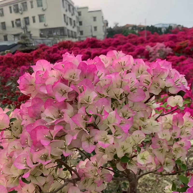 清雅三角梅绿樱带花发货