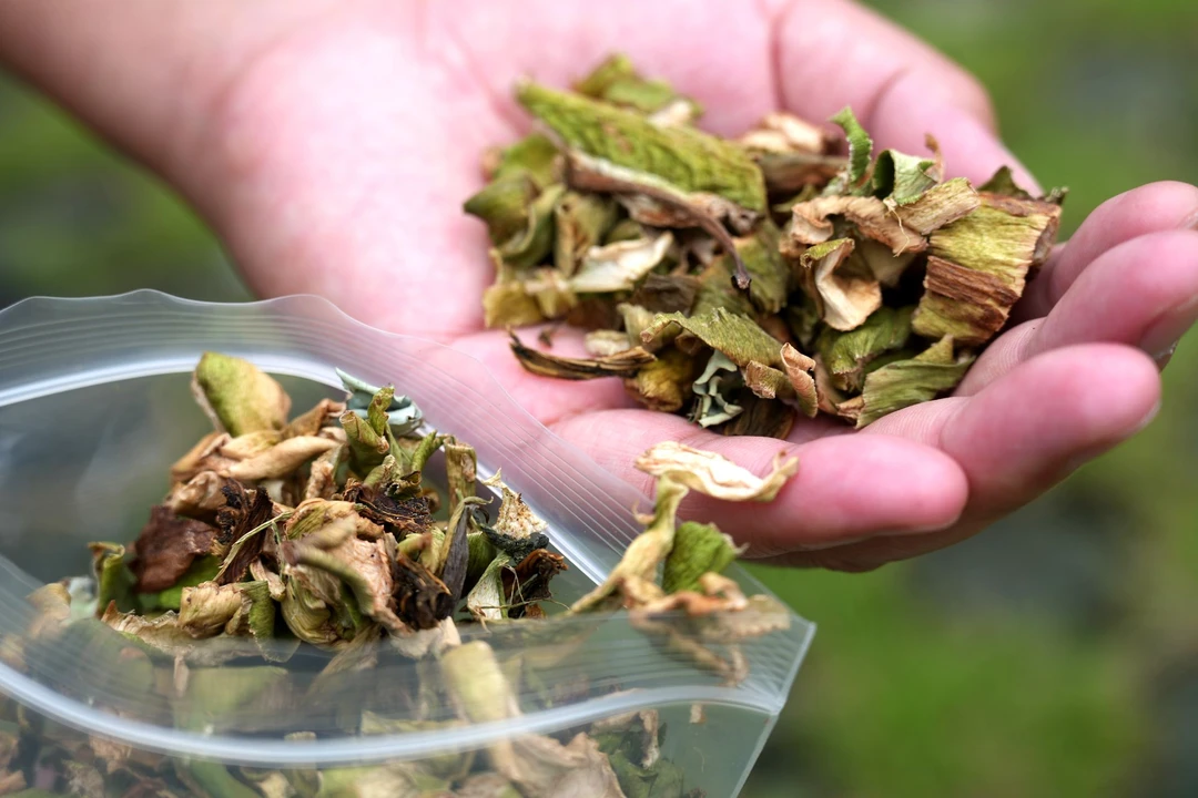 【芋头杆芋艿】脱水扣肉芋荷干芋头苗干芋艿梗干蔬菜脱水扣肉酸菜