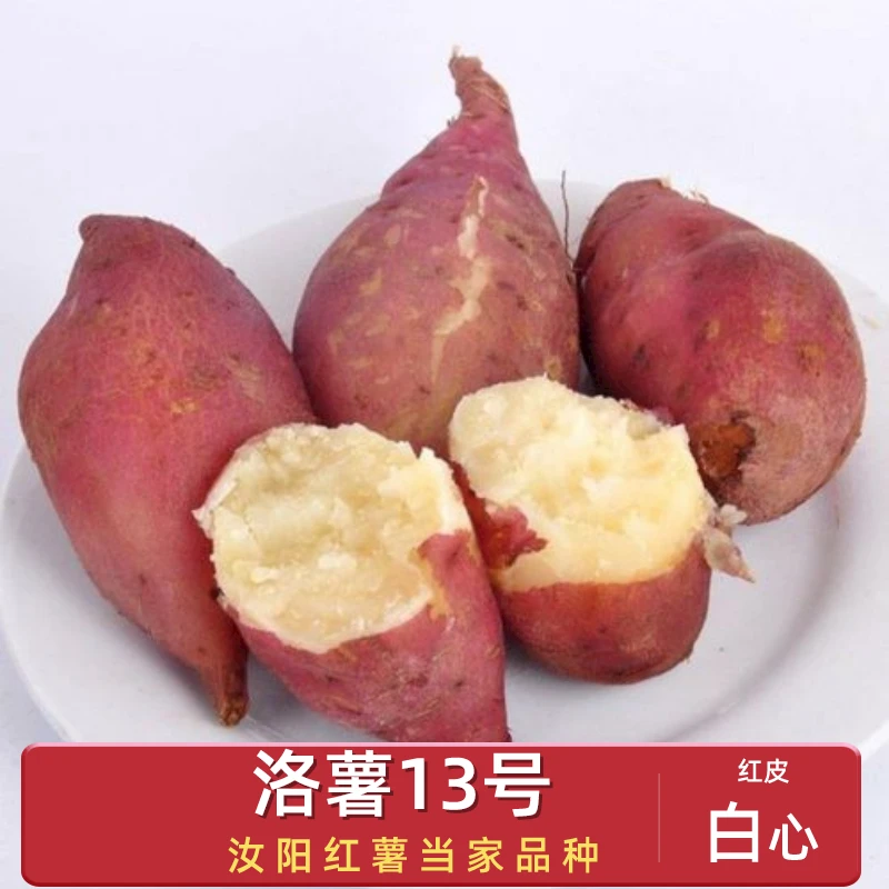 板栗红薯红皮白心红薯洛薯13红薯5斤可蒸煮烤涮火锅