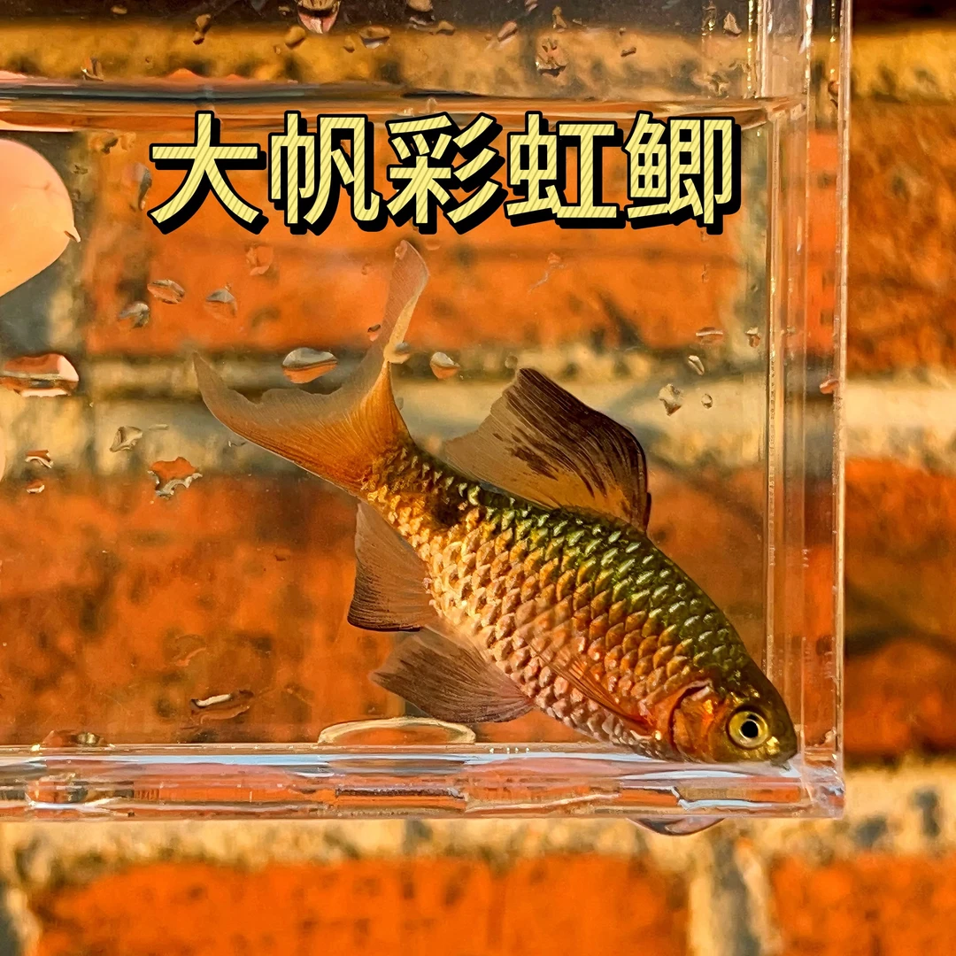 【多乾直播】大帆玫瑰鲫原生冷水鱼草缸活体新手耐低温小型活体