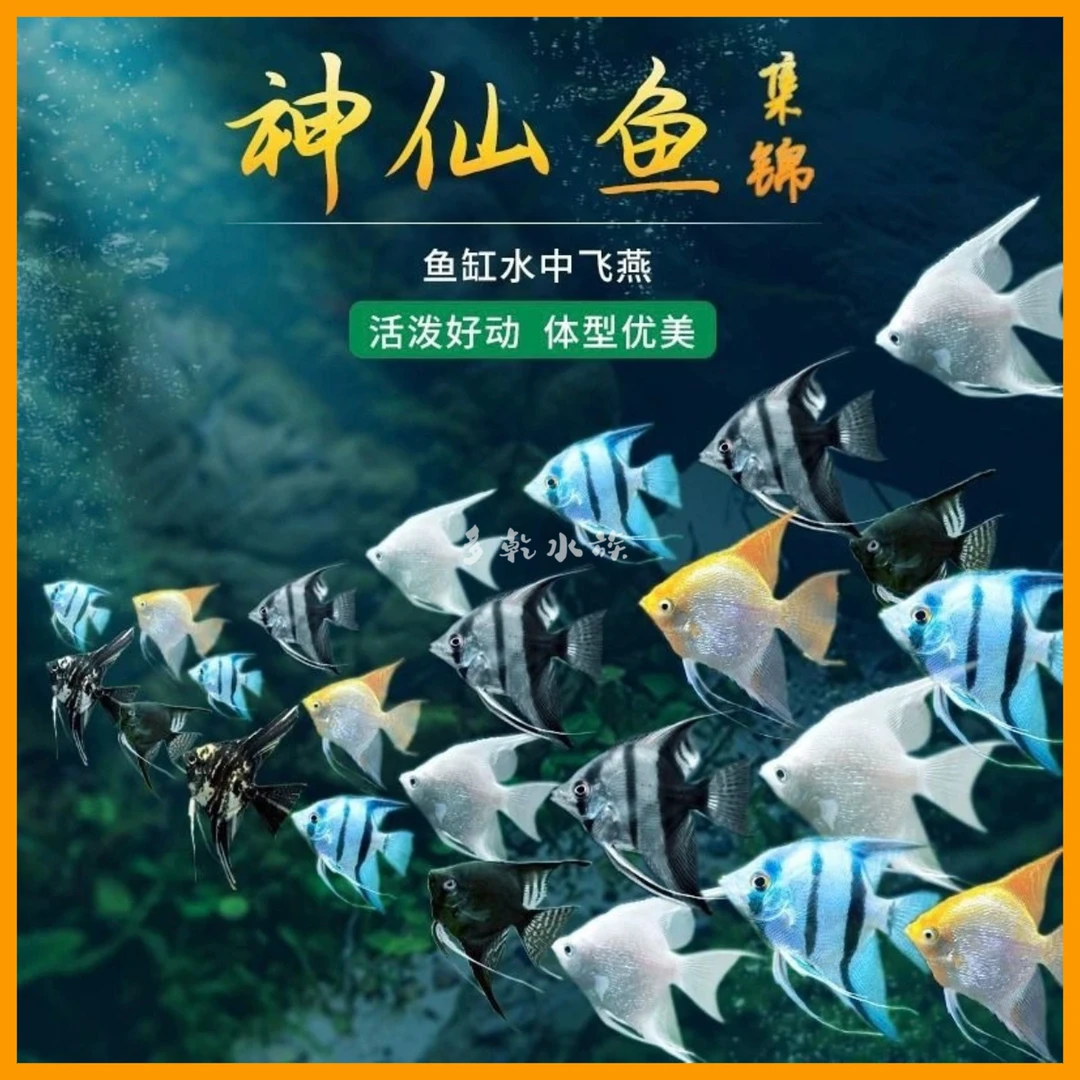 神仙燕鱼神仙鱼燕鱼秘鲁热带观赏鱼小型鱼苗墨燕七彩神仙鱼七彩鱼
