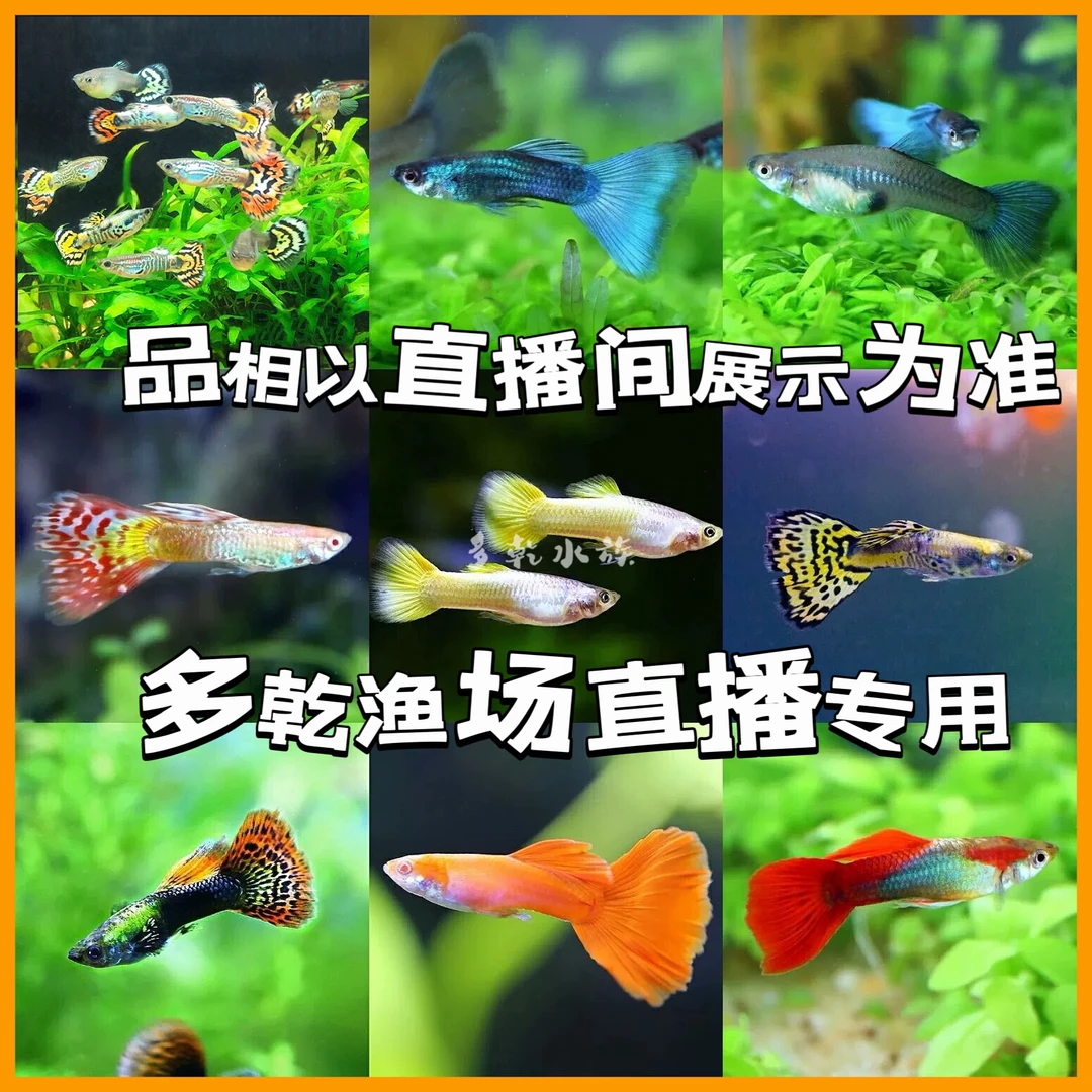 【直播专用链接】孔雀鱼胎生鱼小型热带观赏鱼包邮包损