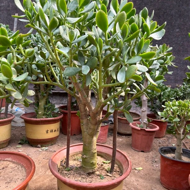 老桩粗杆青叶玉树盆景造型盆栽