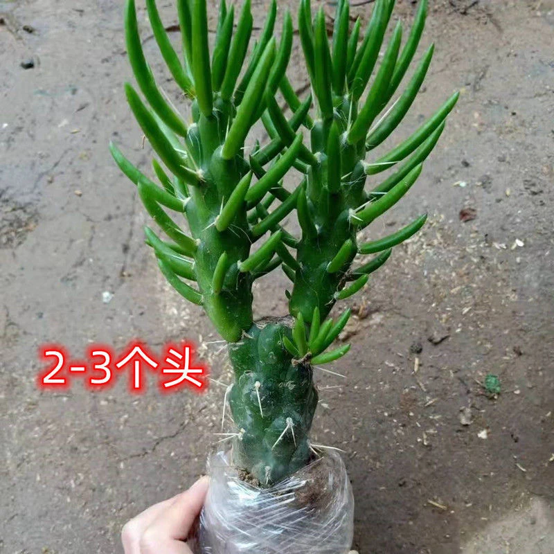 多肉植物 沙漠将军柱 盆栽植物耐旱好养四季常青吸甲醛防辐射