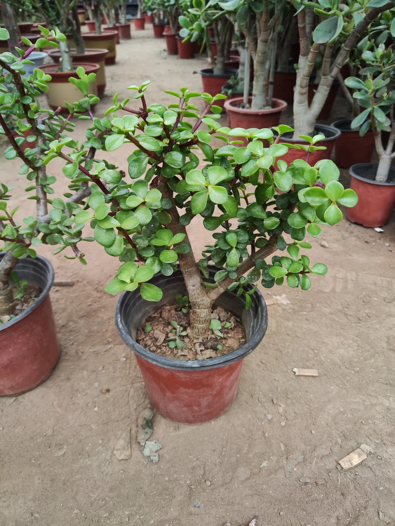 金枝玉叶老桩四季常青耐晒好养易活40