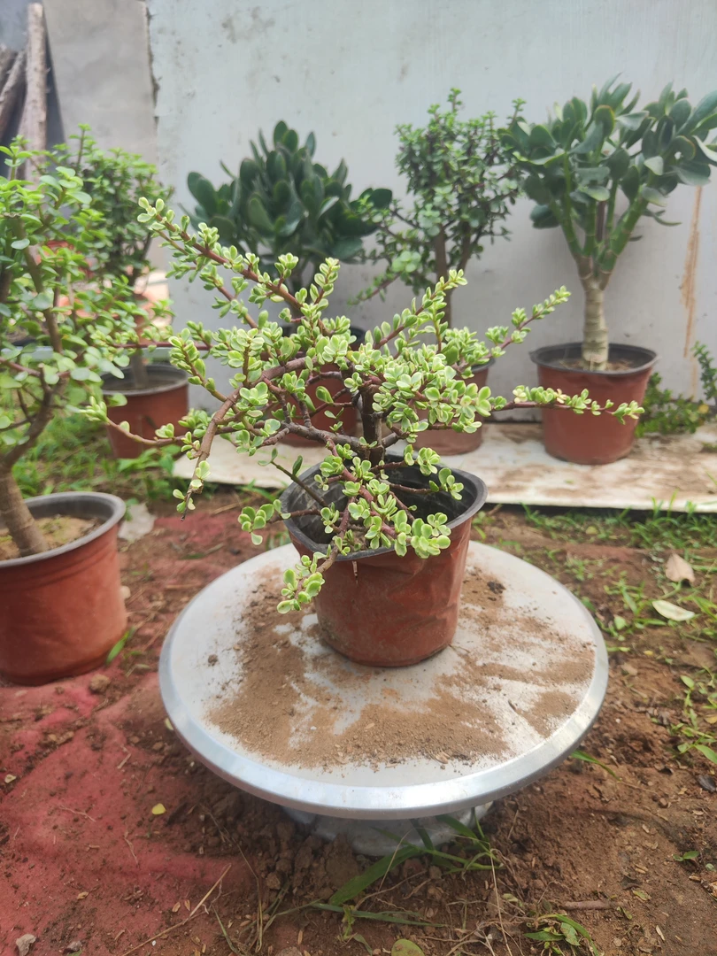 小雅乐之舞棒棒糖型好养易活多肉植物耐高温