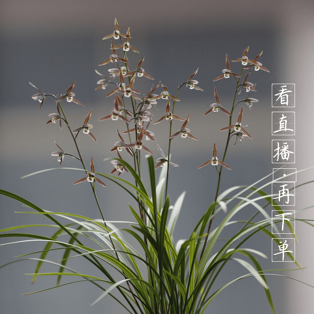 精品兰花（直播商品，一物一品，非标准定价）