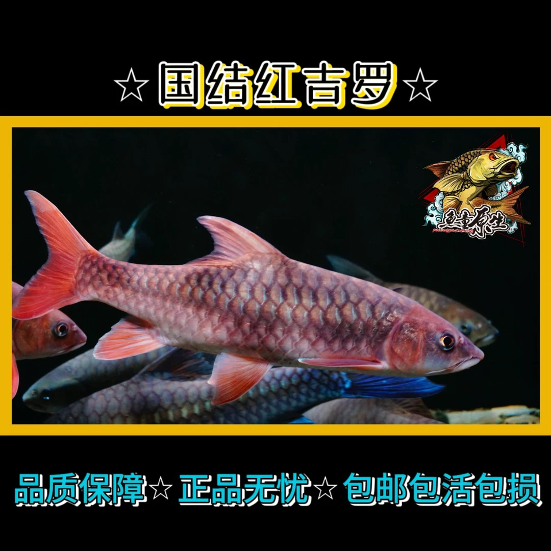 云南中国结鱼 橙翅国结红吉罗 活体红色系吉罗鱼原生鱼观赏鱼