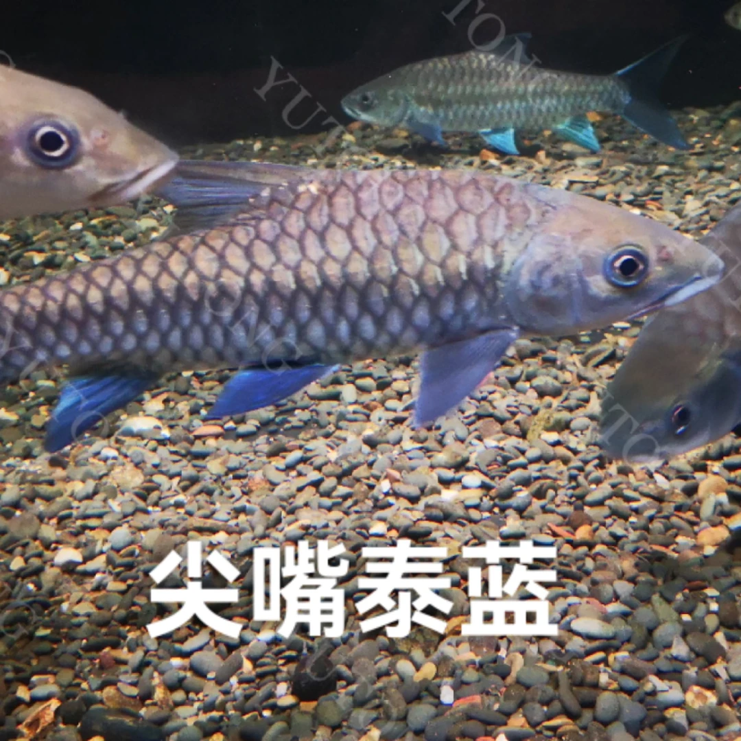 尖嘴泰蓝 东奈结鱼活体蓝色系吉罗鱼观赏鱼原生鱼大型鱼