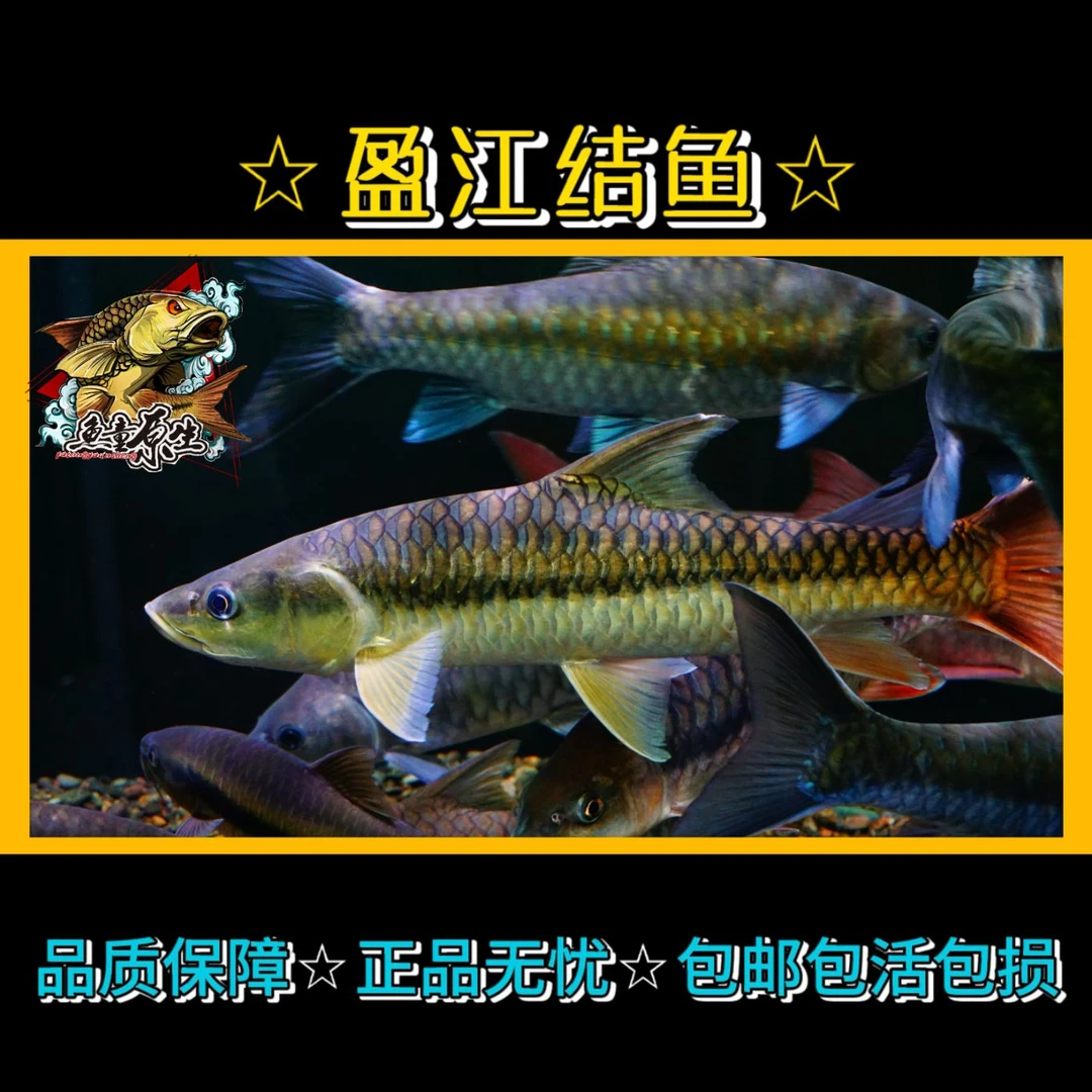 缅甸盈江结鱼活体金红色系吉罗鱼原生鱼大型淡水观赏鱼鱼苗橙红色