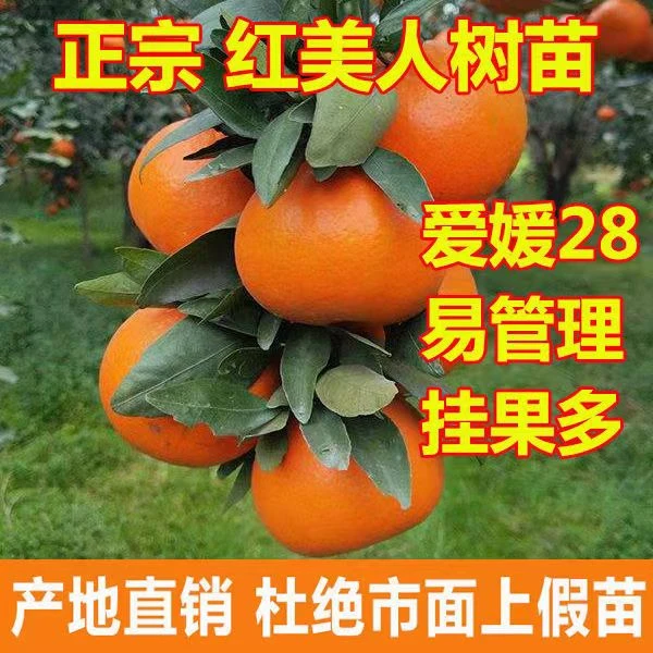 正宗爱媛28号 象山红美人爱媛38 甘平柑桔橘子苗嫁接桔子树苗带土