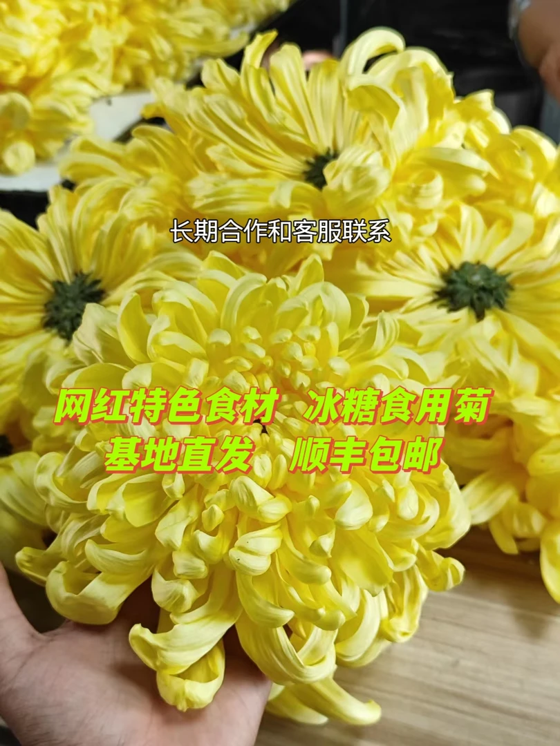 食用菊花冰糖菊网红菊花特色食材酒店专用菊花可凉拌可刺身