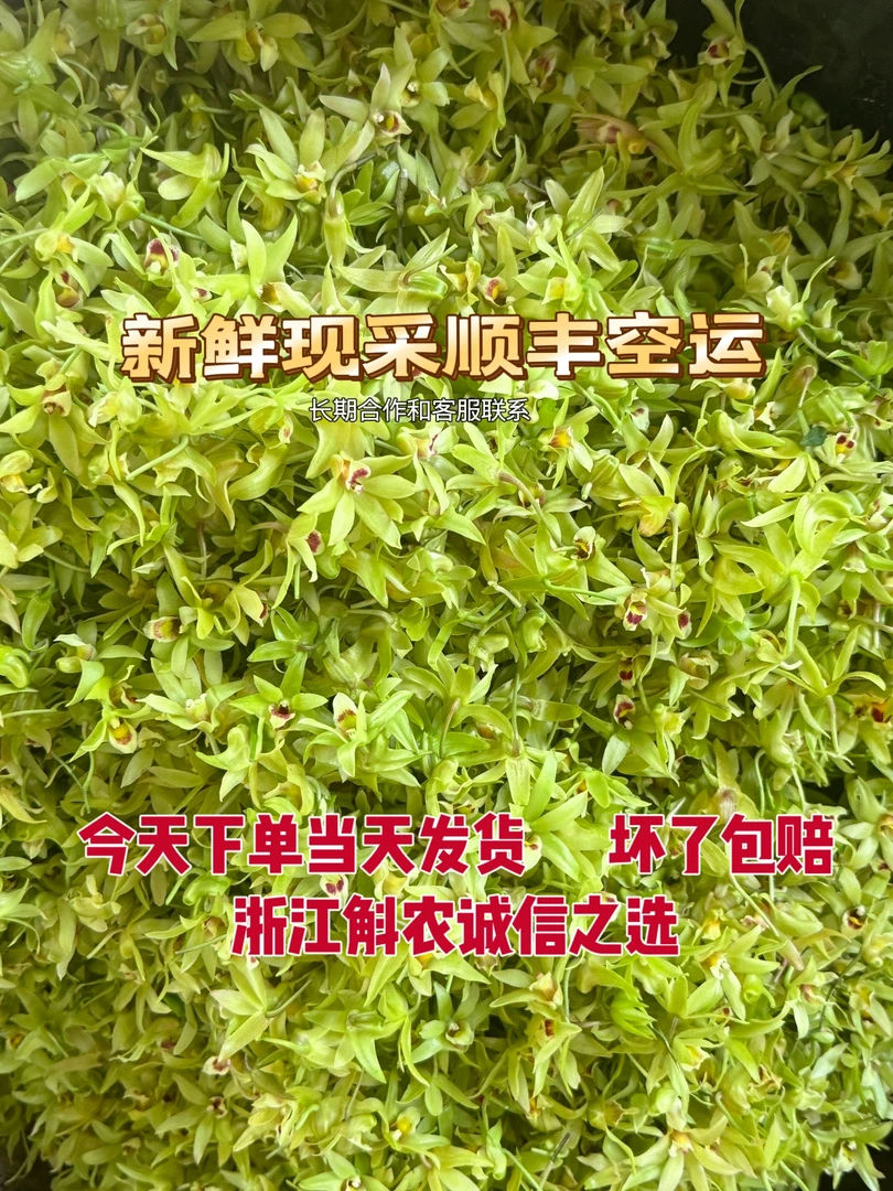新鲜石斛花铁皮石斛鲜花特色食材酒店专用现采顺丰包邮基地直发