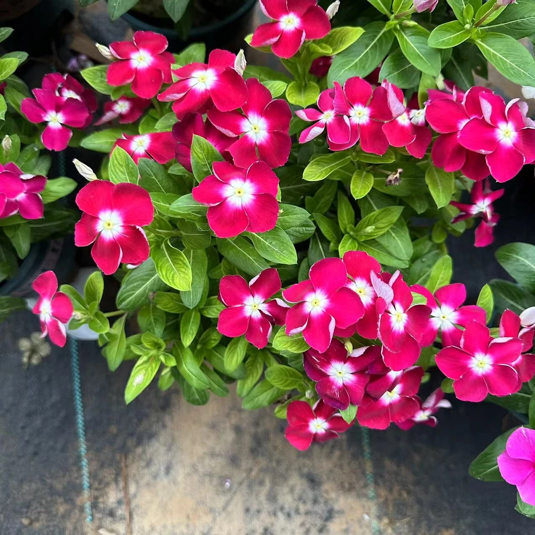 【花开时节】(玫红)超大盆居家阳台花卉