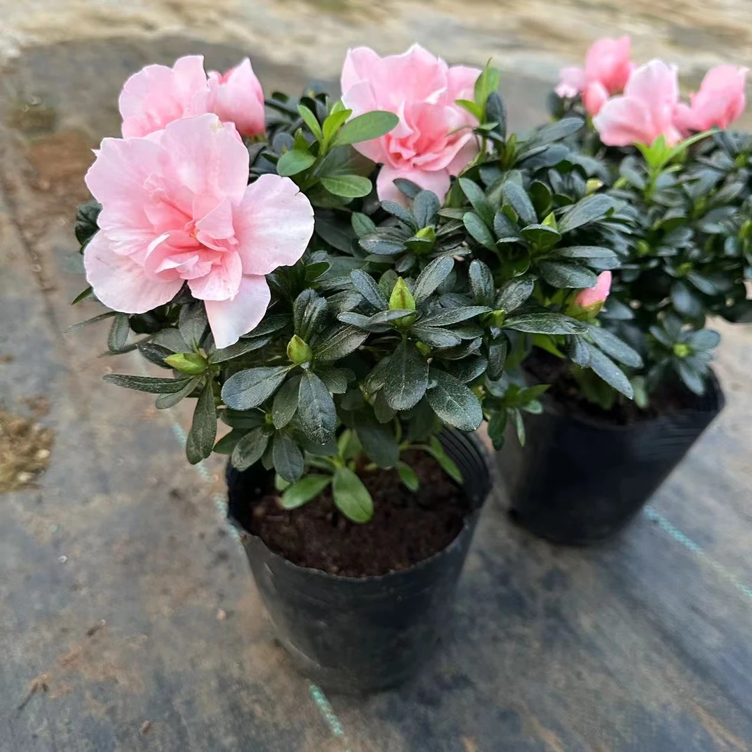 【花开时节】（心动少女）杜鹃花居家阳台花卉