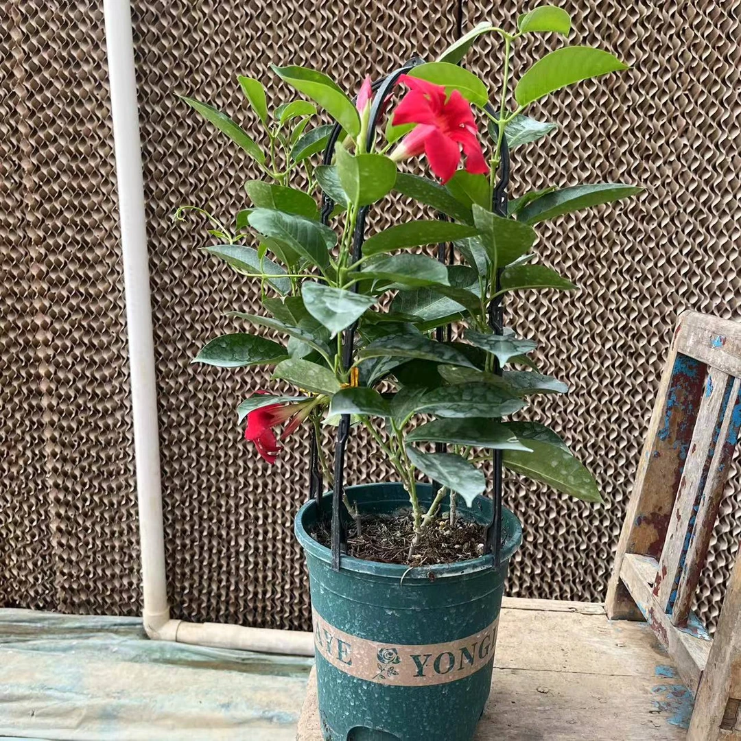 【花开时节】（飘香藤红色）居家阳台花卉无售后