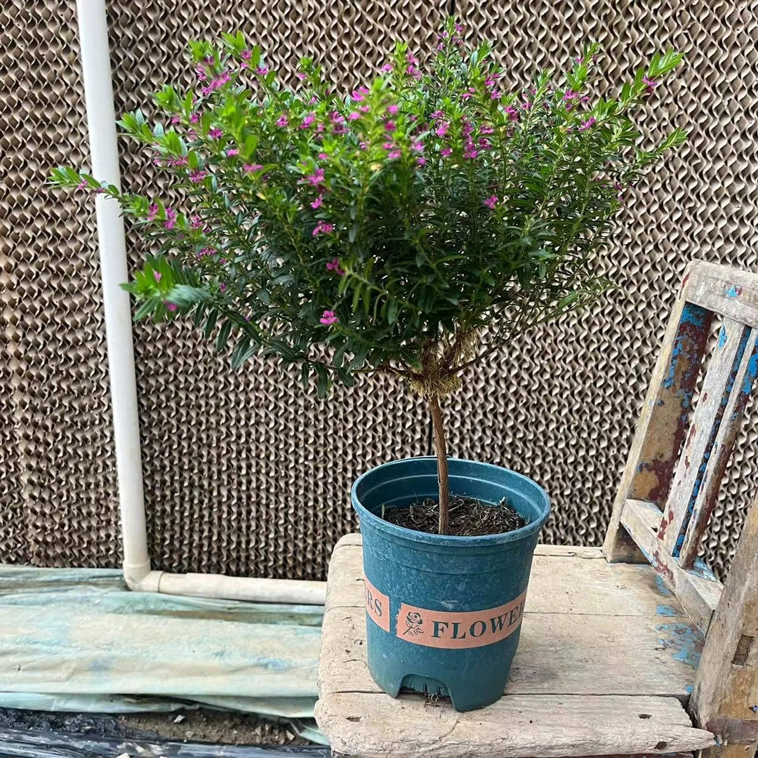 【花开时节】（满天星)居家阳台花卉