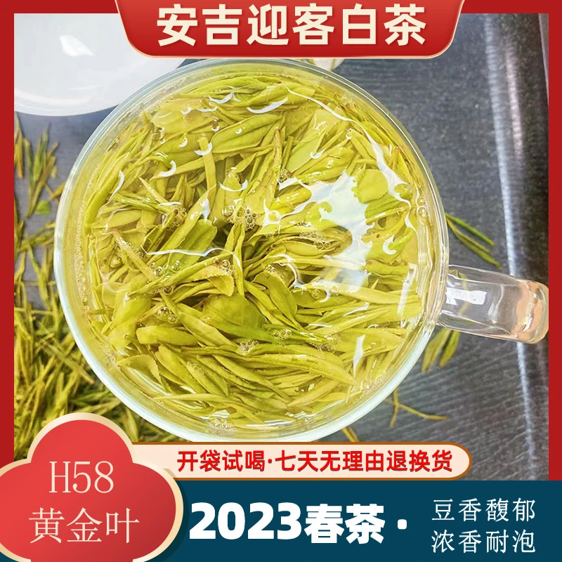 23年新茶 黄金叶 豆香馥郁