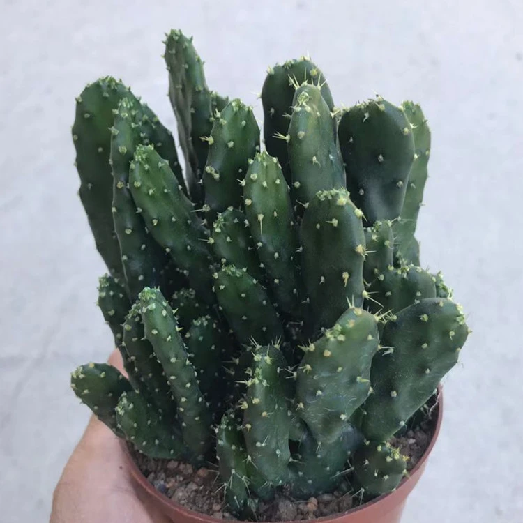 招财手肉肉植物组合盆栽仙人掌绿植办公室内吸甲醛防辐射净化空气