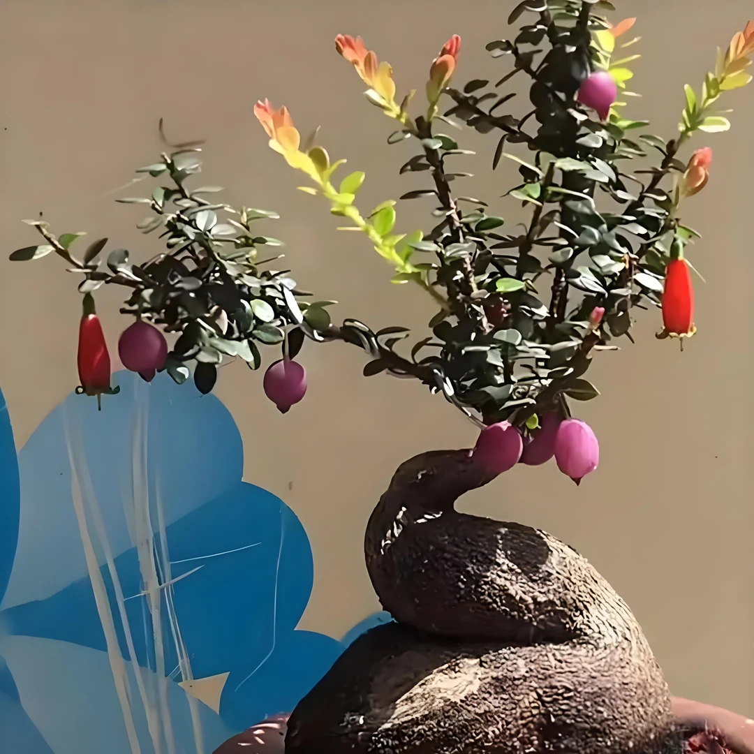 云南红花米叶五翅莓，开花结果