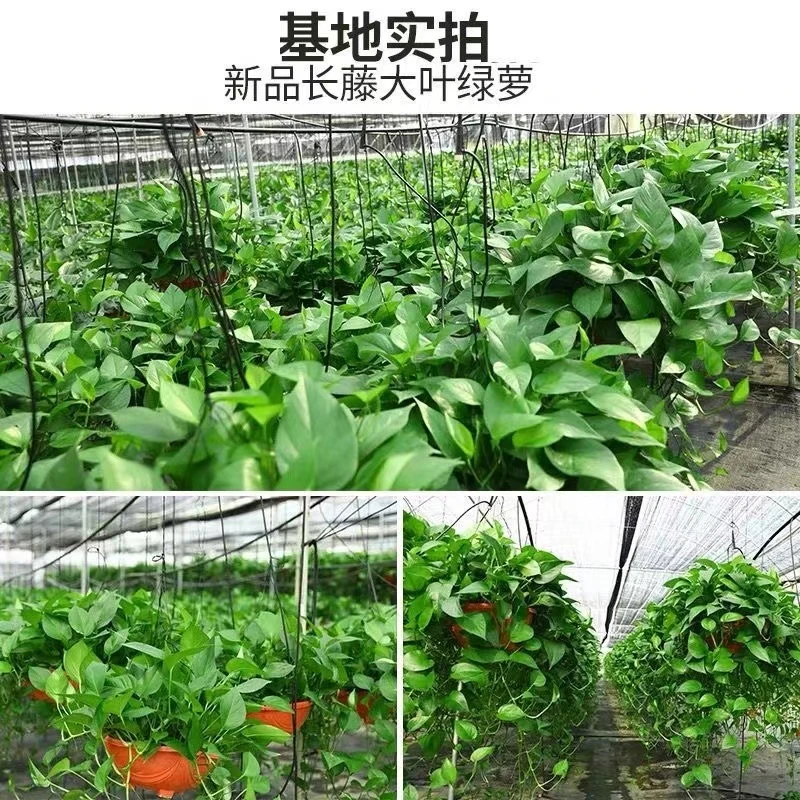 绿萝盆栽室内植物花卉家用新房吸除甲醛绿植水培长藤垂吊大叶绿箩