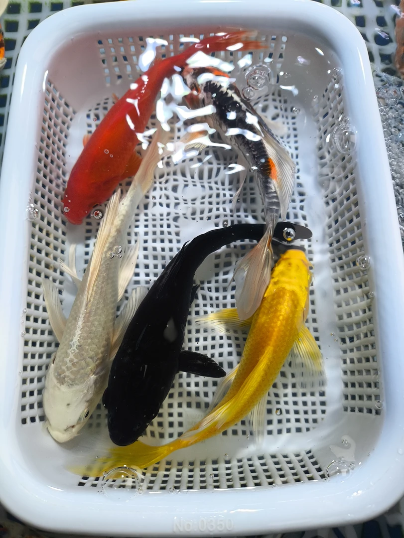 【包邮 共5条 】10-12cm  1黄1白1红草1龙1黑  龙系混搭 观赏鱼