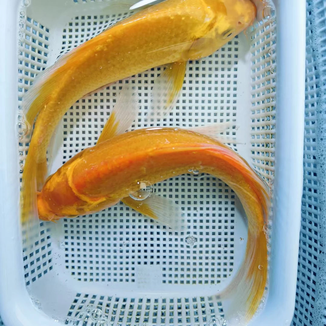 【超大尺寸 2条黄金 】21-25cm    冷水鱼淡水鱼耐活好养观赏鱼