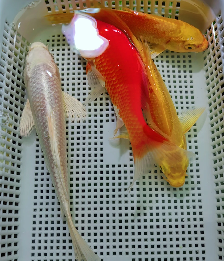 【开播福利 共4条 】8-10cm 2黄1红草1白 观赏鱼