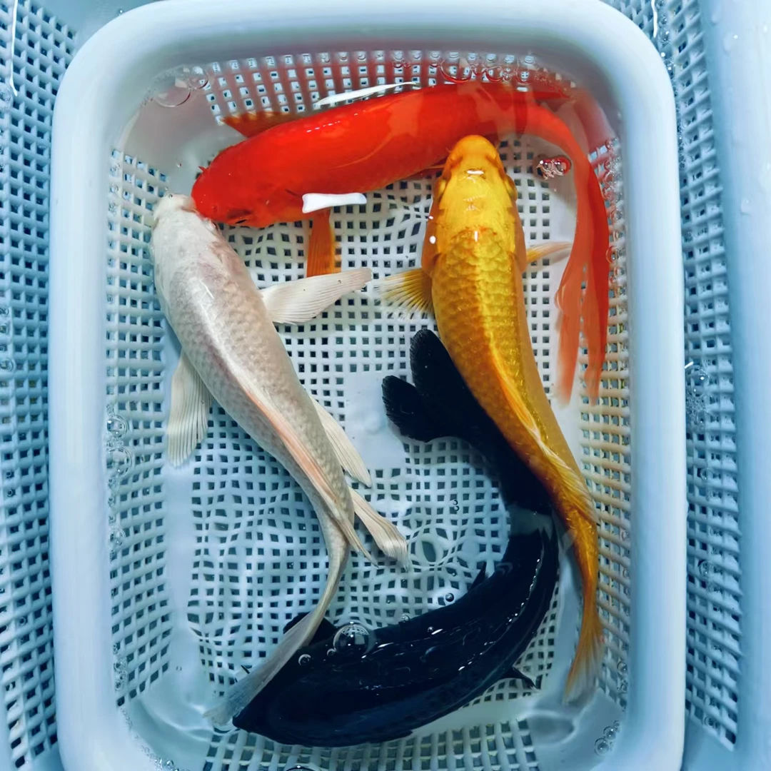 【1黄1白1红草1黑 】15-18cm  冷水鱼淡水鱼耐活好养观赏鱼