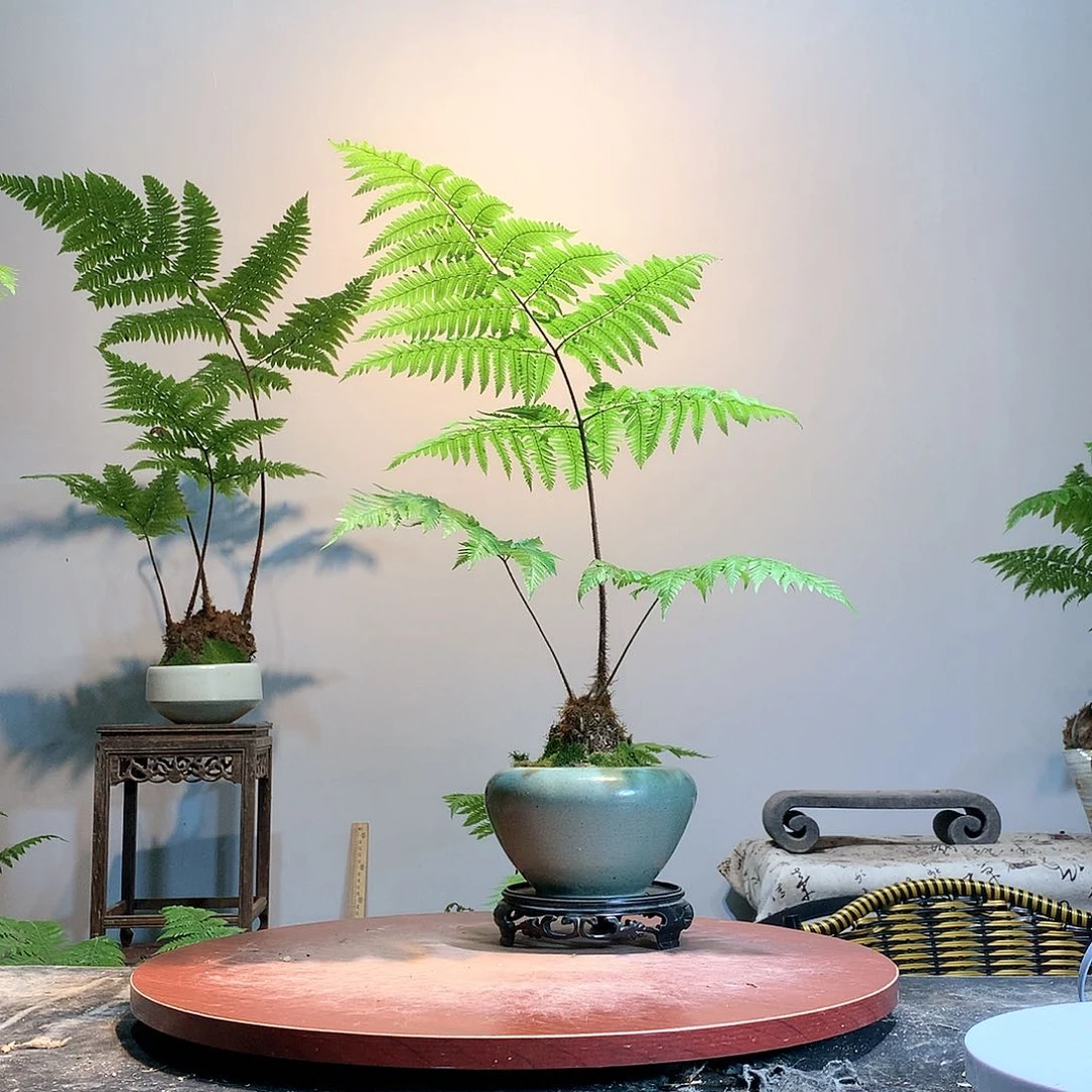 一物一拍带盆种好