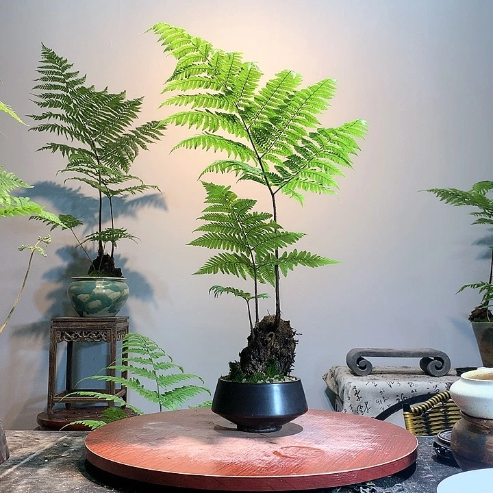 一物一拍虹鳞蕨1