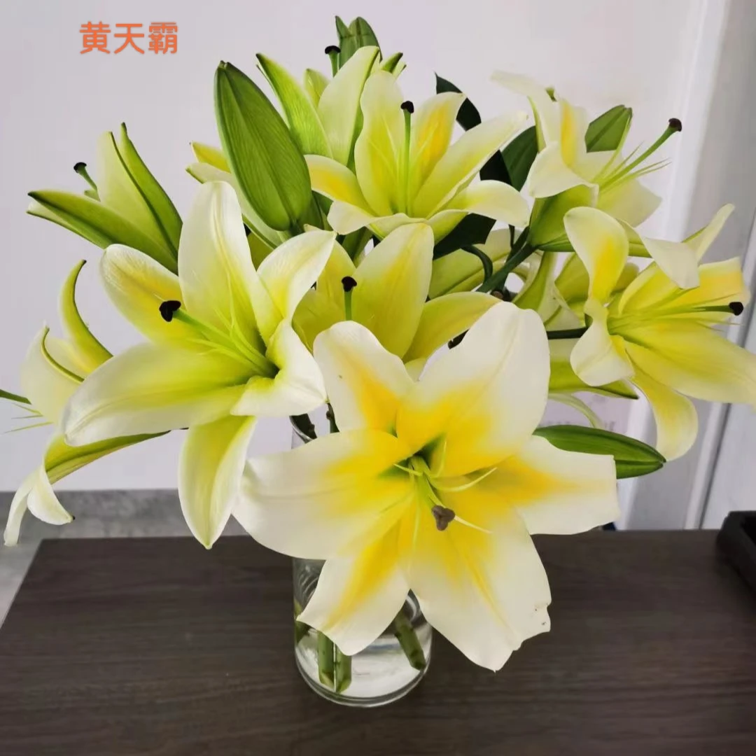 【单瓣百合】黄天霸香水百合【20 %损耗不售后，介意勿拍】
