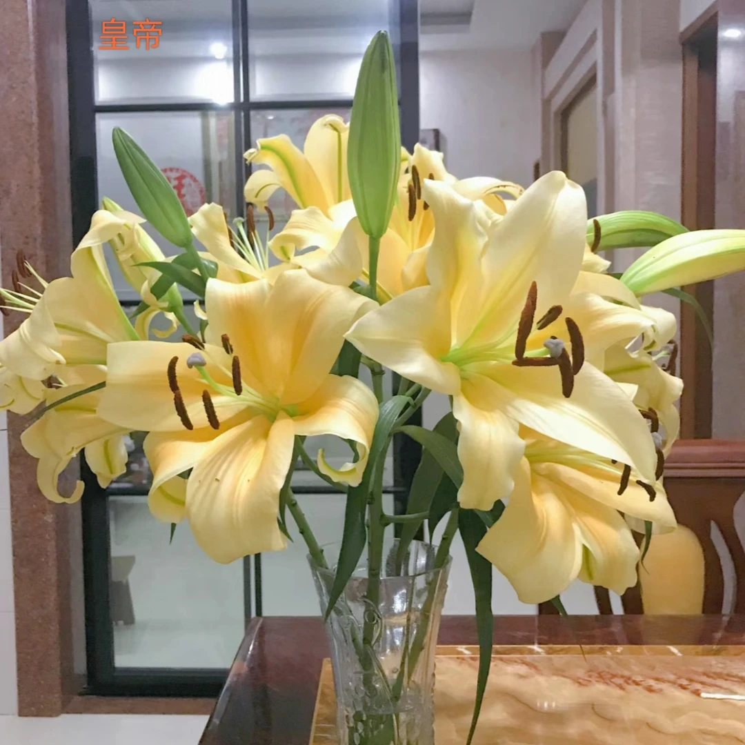 【单瓣百合】皇帝单重瓣百合【20 %损耗不售后，介意勿拍】