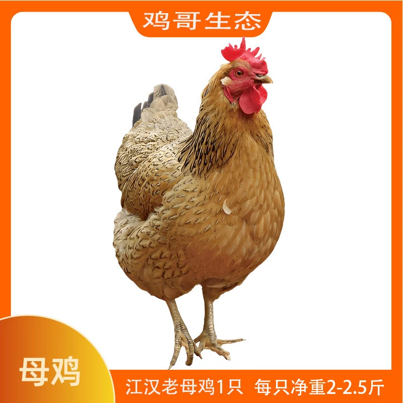 江汉土鸡黄油老母鸡正宗肉质散养土鸡新鲜现杀土鸡煲汤顺丰包邮
