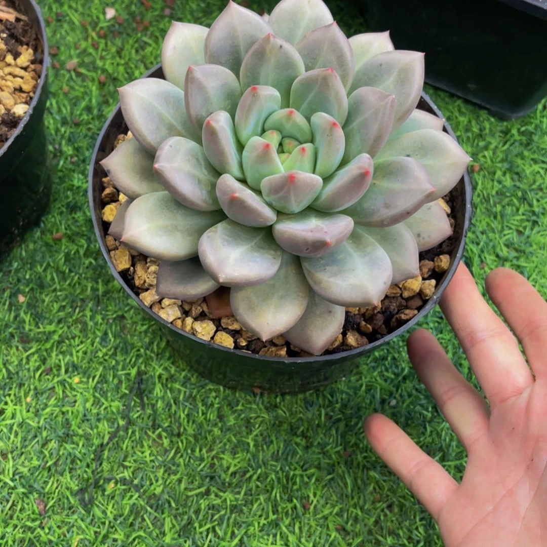 吉*心水杂发货11111111