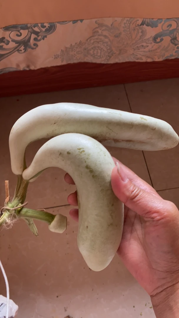 青皮腰子异形葫芦手把件不保成