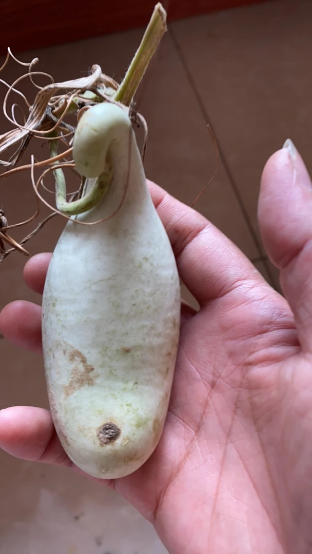 青皮腰子异形葫芦手把件不保成