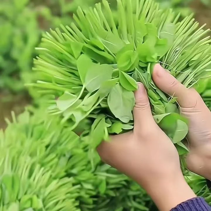 四川农家新鲜豌豆苗尖当季时令现摘现发手掐蔬菜豌豆颠苗火锅伴侣