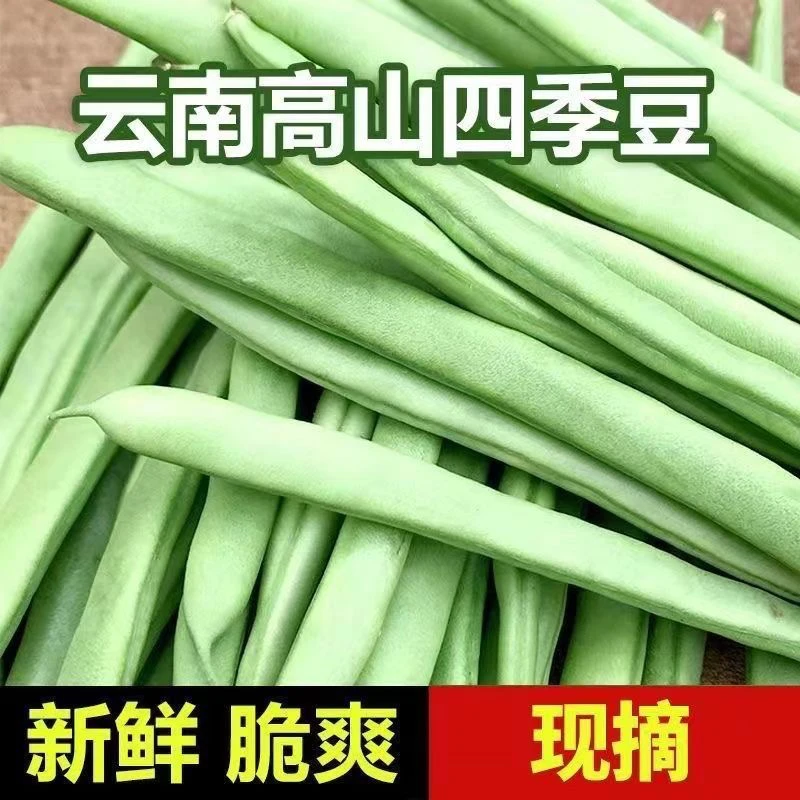 【现摘直发】云南四季豆新鲜豆角无筋豆3斤4.5斤当季新鲜时令蔬菜