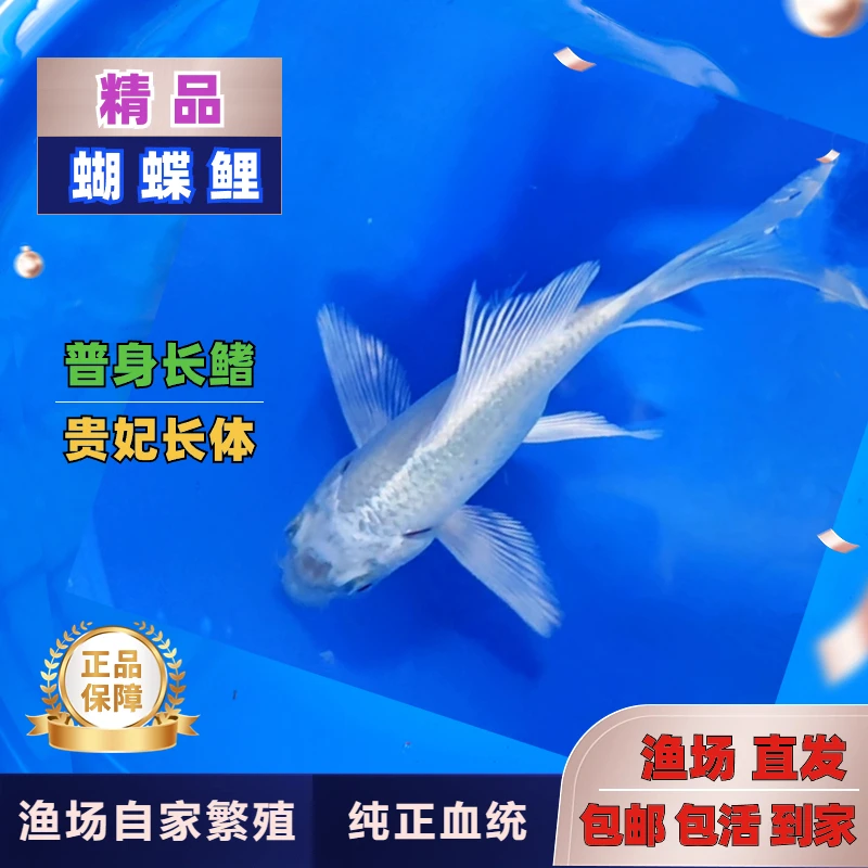 普身-白金蝴蝶鲤 长身精品纯白蝴蝶鲤活体 贵妃形包活到家