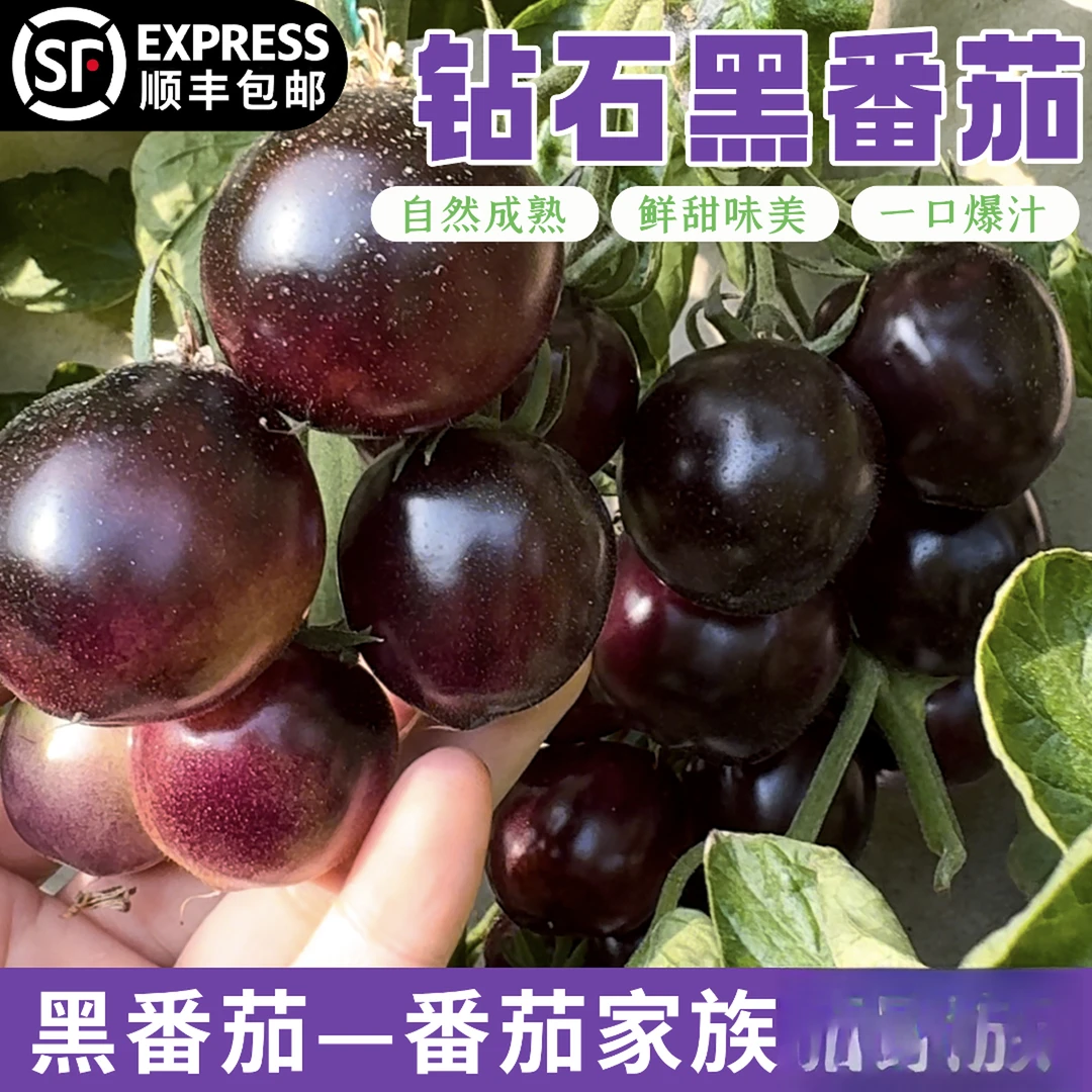 【顺丰包邮】黑番茄下午茶水果，舌尖美味黑珍珠小番茄
