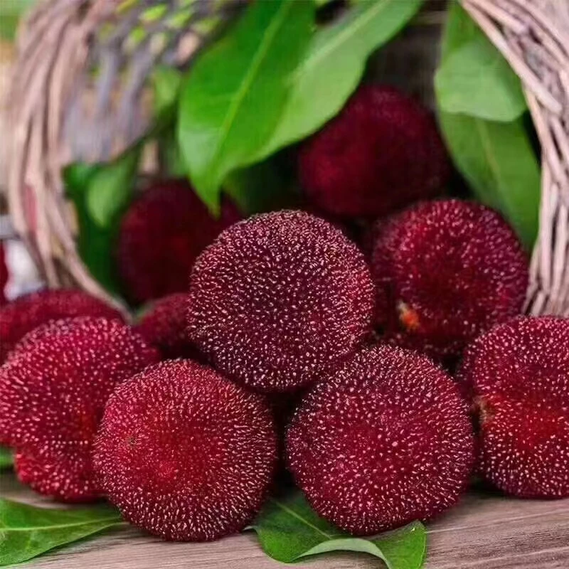 正宗仙居荸荠杨梅