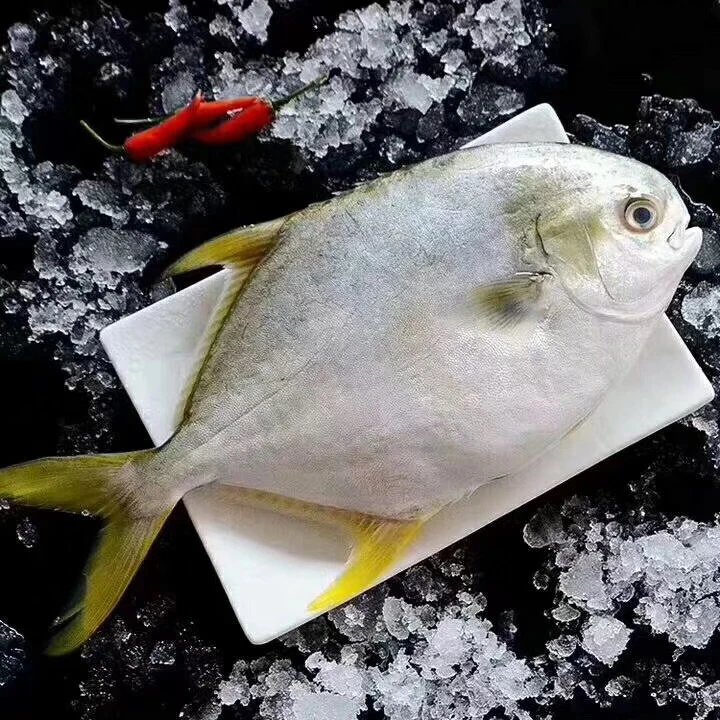 新鲜海捕金鲳鱼4条送2条
