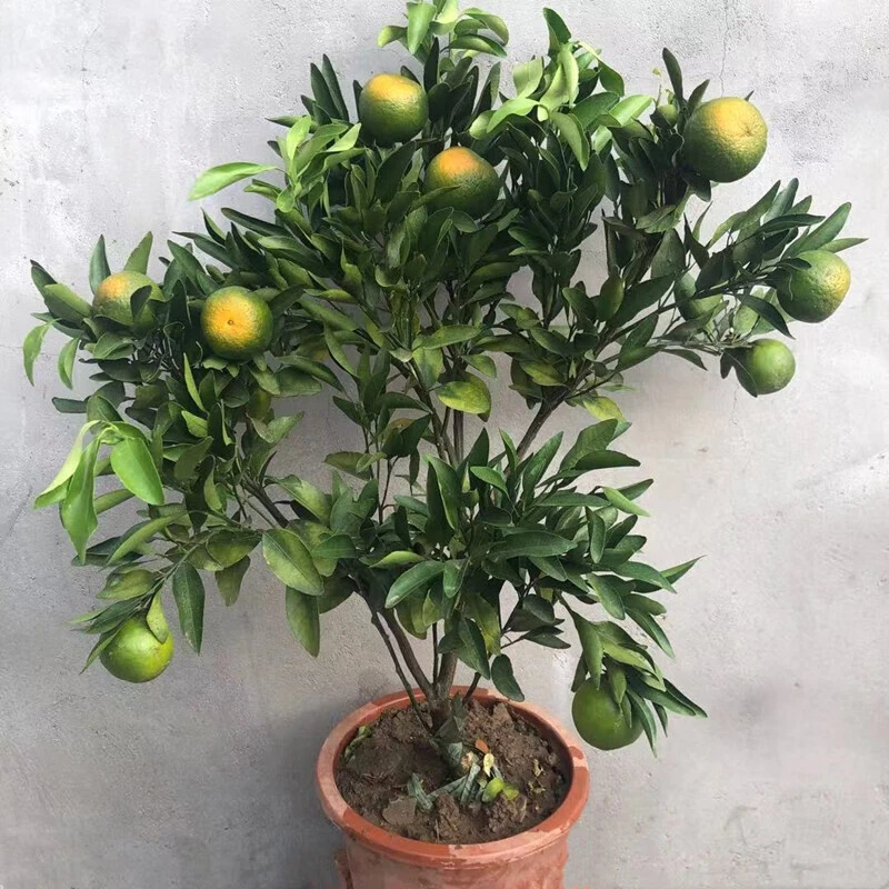 橘子树苗嫁接苗盆栽地栽南北方种植 果树当年结果