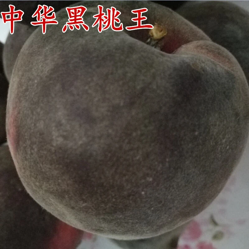 嫁接黑桃王树苗南方北方种植黑桃皇后桃树苗当年结果地栽黑桃王苗