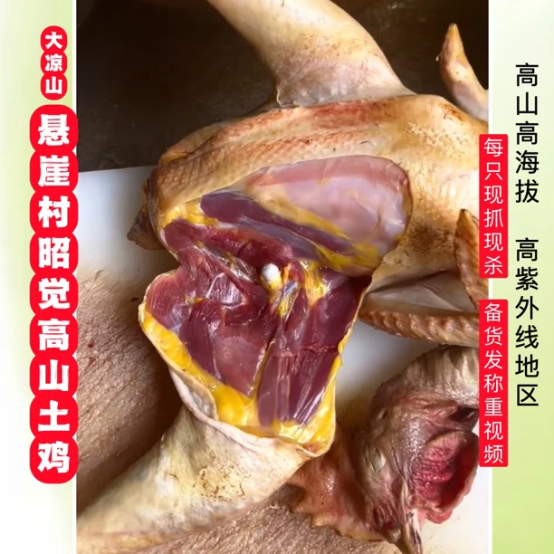 【食虫蚁土鸡】大凉山悬崖村高山野生土鸡岩鹰鸡月子鸡黄油老鸡