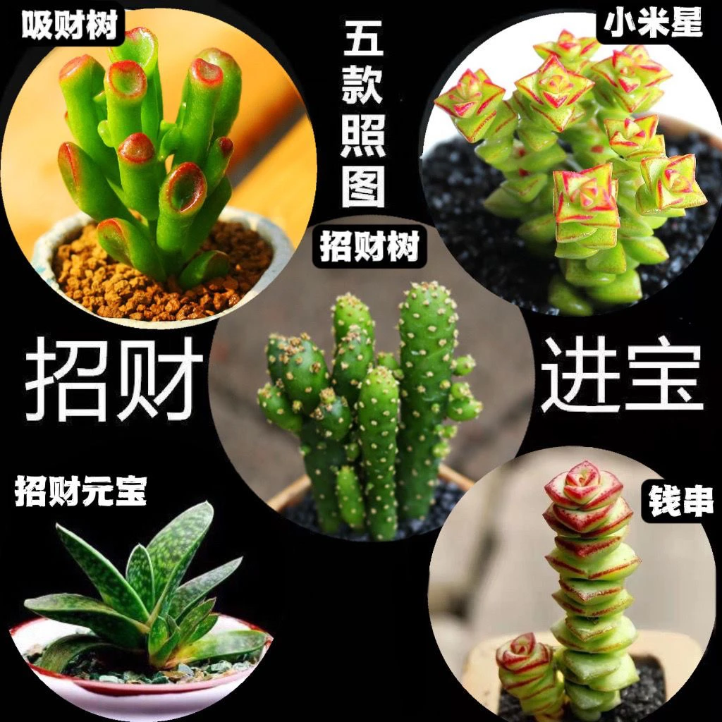 多肉植物盆栽招财进宝吸财树钱串吹雪之松锦绿植新手稀有名贵多肉